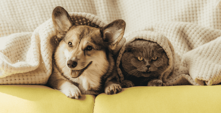produtos para revender pets