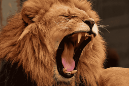 leão rugindo para representar a antecipar restituição imposto de renda