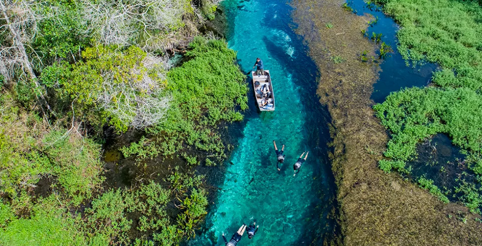 Bonito