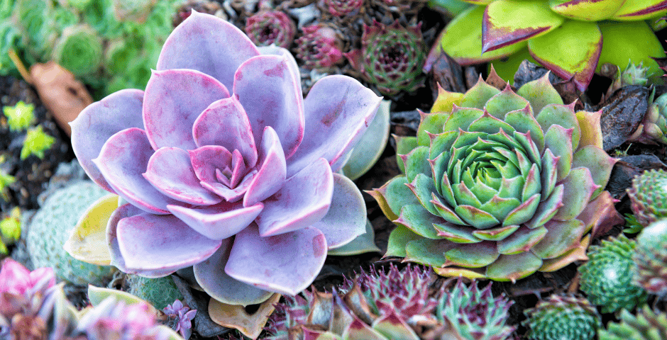 Suculentas ou plantinhas com mensagem