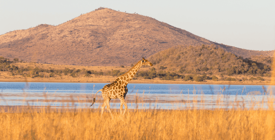 países que não precisam de visto áfrica